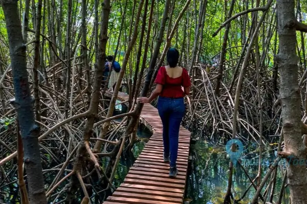Mangrove Board Walk